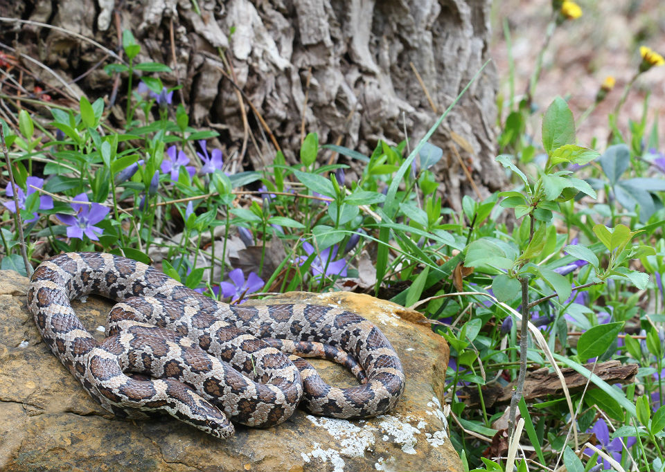 Eastern Milk Snake